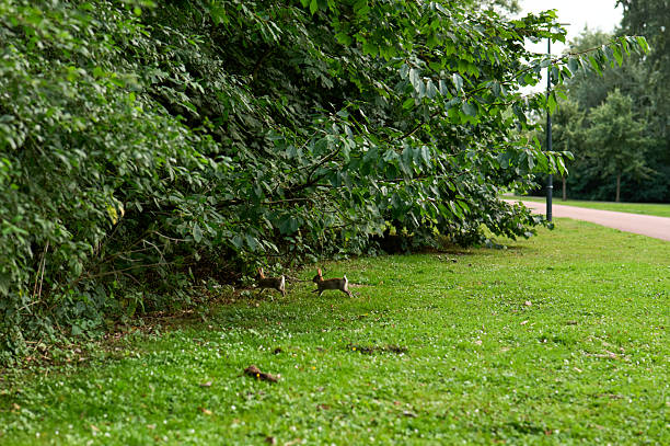 Two wild rabbits running on grass near bushes in a park