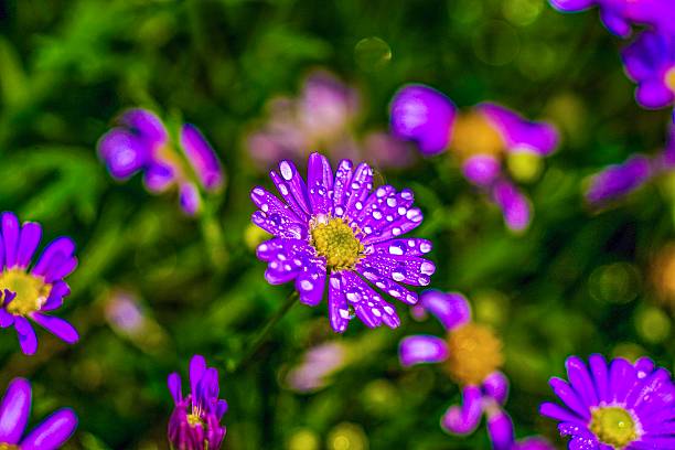 A bright purple daisy with dewdrops on its petals. The blurred green background gives it a garden feel, with other similar flowers clearly visible. The clear focus on the flower in the center makes the intricate details and refreshing water droplets stand out.