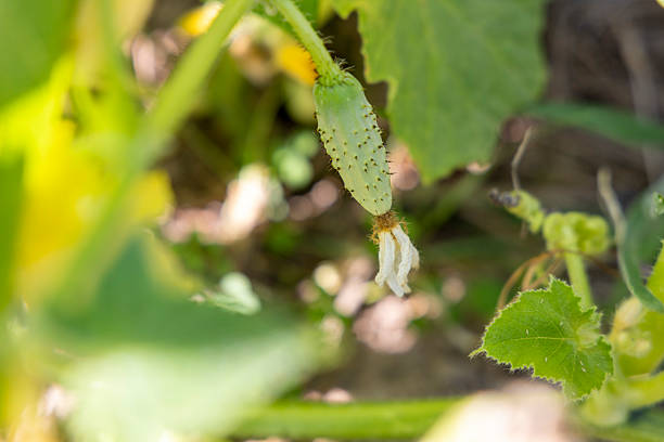 A cucumber plant with a cucumber growing on it. The cucumber is green and has a few brown spots