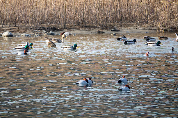 istock swimming mallard ducks on the river in winter 2224061009