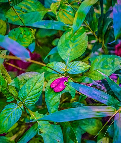A vivid image of fresh green leaves, with a dry leaf standing out among the leaves, some showing natural wear and tear or insect damage.