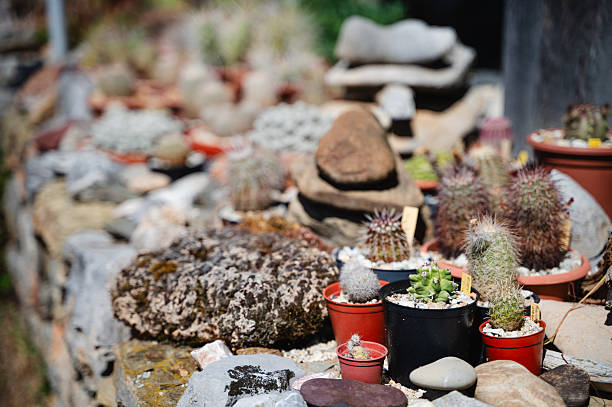 Big cactus in the pots. Funny cactus for home decoration. Fluffy cactus with long needles. Beautiful interior object. Cactus between stones. Cacti in a flower pot.