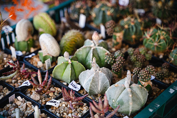 An assortment of unique cactus species is arranged in black plastic nursery trays filled with gravel. Each plant is labeled with tags, indicating careful identification and collection. The cacti display a range of textures and shapes, from ribbed and rounded to small and knobby, all bathed in natural light.