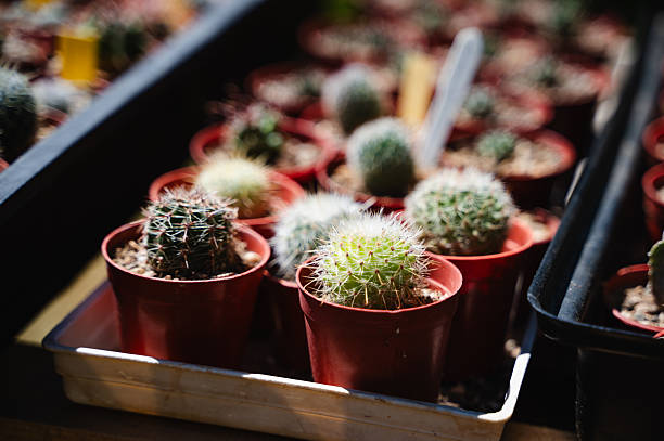An organized tray holds a collection of small cacti in red nursery pots, each labeled with identification tags. The sunlight casts a gentle glow over the different cactus species, showcasing their diverse textures, colors, and shapes. The arrangement reflects careful cultivation and botanical interest.