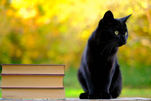 istock Books about magic and witchcraft.Black cat and stack of books on yellow blurred background. Halloween autumn stories.Portrait of Black Cat with Stack of Books 2224061979