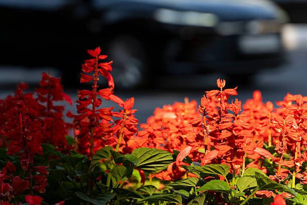 A close-up of vivid red flowers in full bloom set against a softly blurred black car background, emphasizing the striking contrast between nature and urban life