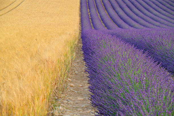 Lavender flowers blossoming on the plateau of Valensole in the Povence during a summer day. It typically occurs from late June to mid-July, depending on the weather and elevation. The air is filled with sounds of buzzing bees and the scent of lavender permeates the air. Golden wheat fields grow nearby, adding colorful contrast. Local products include lavender oil, soaps, liqueurs, and honey.