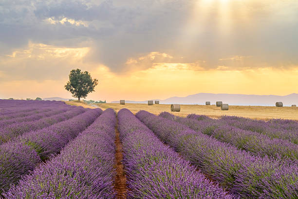 Lavender flowers blossoming on the plateau of Valensole in the Povence during sunset after a summer day. It typically occurs from late June to mid-July, depending on the weather and elevation. The air is filled with sounds of buzzing bees and the scent of lavender permeates the air. Golden wheat fields grow nearby, adding colorful contrast. Local products include lavender oil, soaps, liqueurs, and honey.