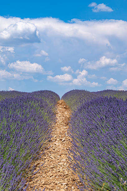 Lavender flowers blossoming on the plateau of Valensole in the Povence during a summer day. It typically occurs from late June to mid-July, depending on the weather and elevation. The air is filled with sounds of buzzing bees and the scent of lavender permeates the air. Golden wheat fields grow nearby, adding colorful contrast. Local products include lavender oil, soaps, liqueurs, and honey.