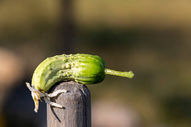A green cucumber is sitting on a wooden post. The cucumber is small and has a few bumps on it