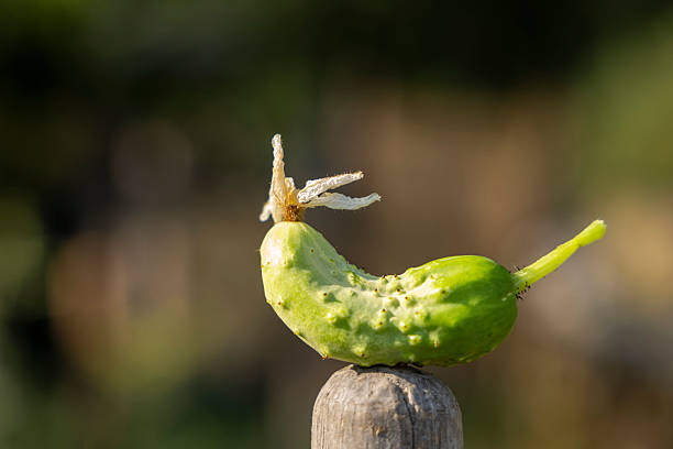 A pile of very delicious exotic vegetables, cucumber in a grocery