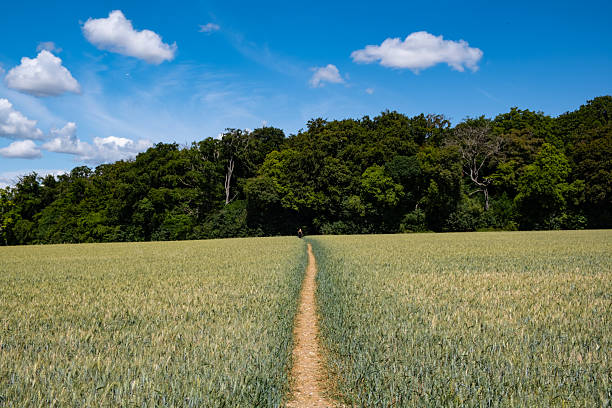 Summer sun shines down on farmland on the outskirts of Old Amersham in Buckinghamshire, one of those places often featured in those \