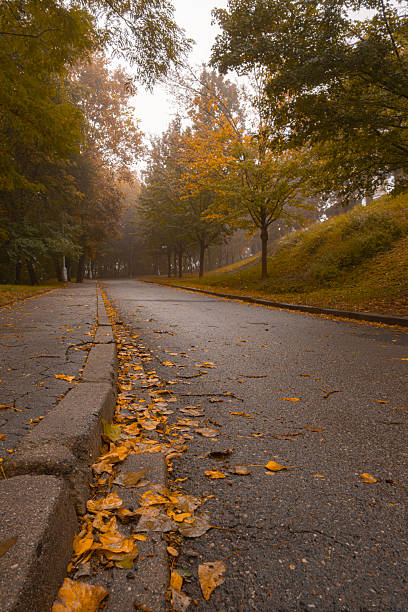 Early morning, foggy, quiet day with fallen late autumn multi colored leaves scattered everywhere in a calm suburban residential district neighborhood.