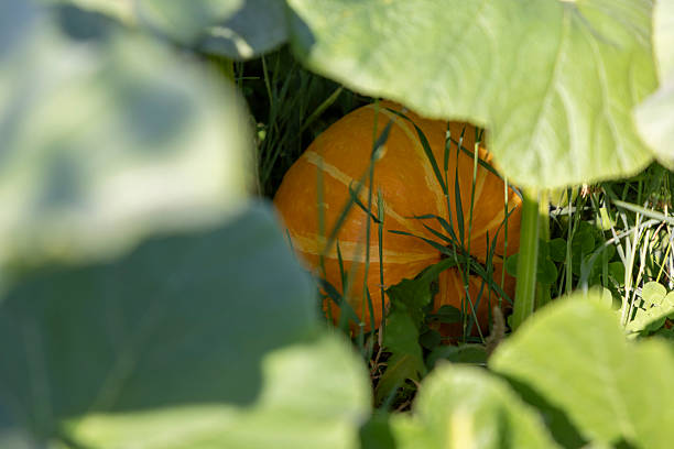A pumpkin is hidden in the grass. The pumpkin is orange and has a green stem. The pumpkin is surrounded by green leaves
