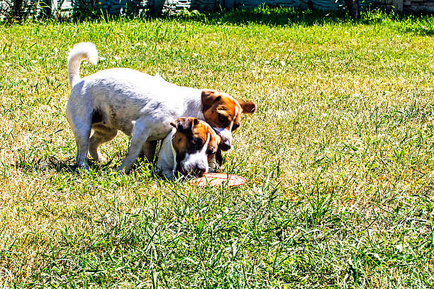 jack russell terriers playing with frixie on dry grass