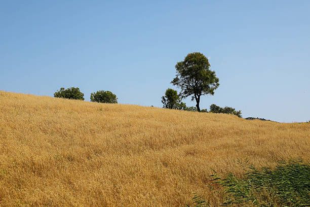 Field of wheat with a line of trees blurred in the background in the province of Zeeland near Breskens, The Netherlands
