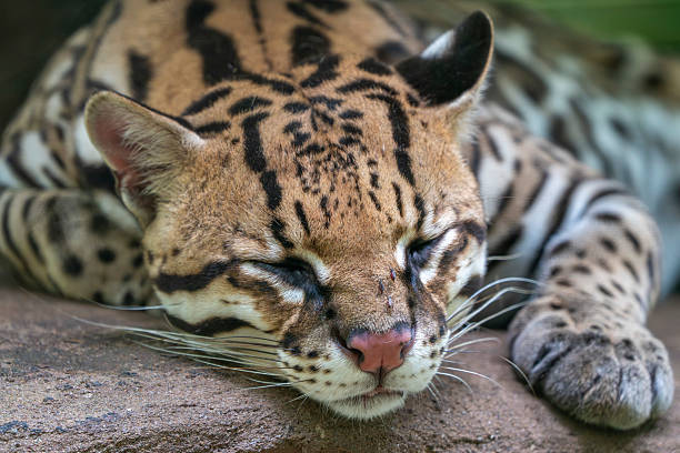 istock Ocelot close up portrait looking at you 2224070315