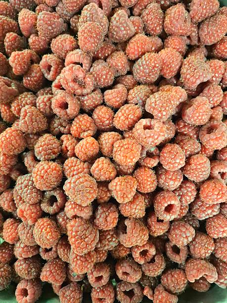 A Close-Up View of Fresh Ripe Red Raspberries in Abundance