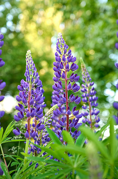 istock Blooming purple lupine flower close up. 2224071081