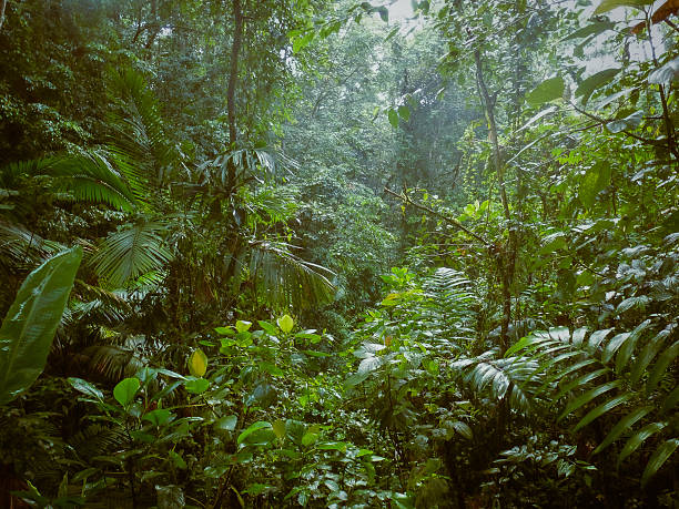 istock Dense Tropical Rainforest Canopy in Costa Rica 2224073900