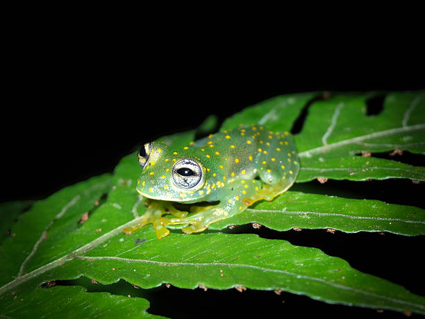 istock Glass Frog on Leaf at Night in Costa Rica 2224073902
