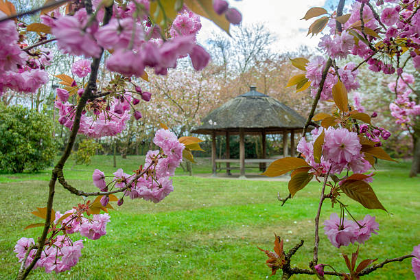 Cherry blossoms in Japanese garden in Hasselt . Wooden gazebo  - at background
