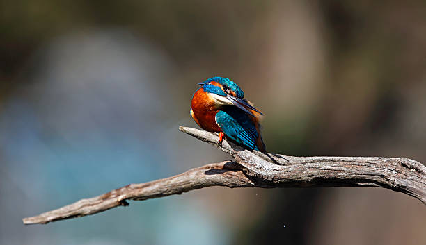 istock Male common kingfisher perched on a branch 2224074874