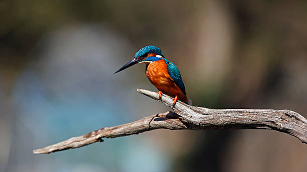 istock Male common kingfisher perched on a branch 2224074875