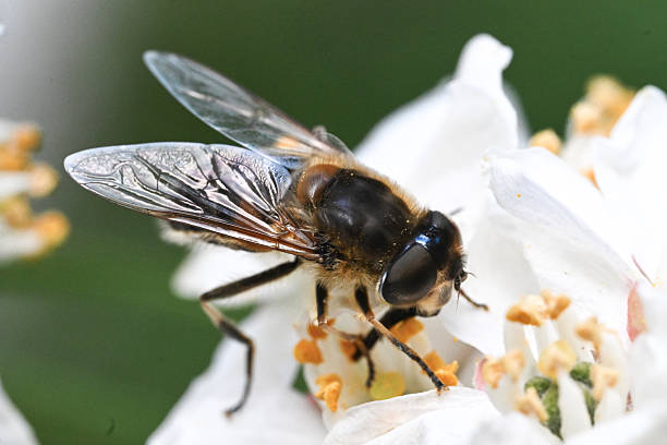 istock Macro of bee pollinating a white flower 2224076412