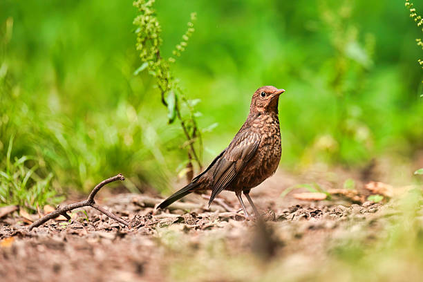 Beautiful female Blackbird on the woodland floor.