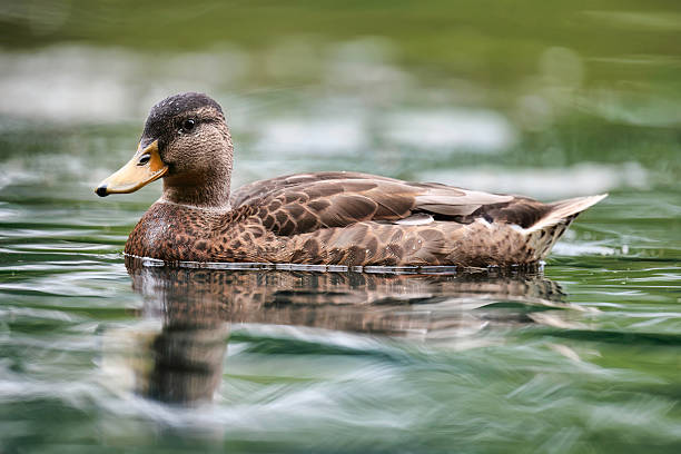 Duck on a lake.