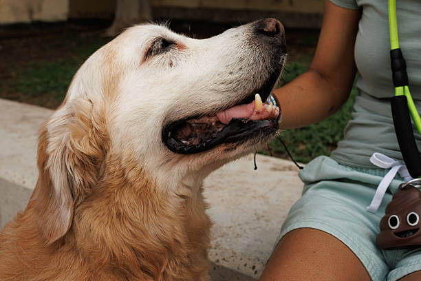 An old Golden Retriever looks lovingly at his owner, Alcoy, Spain