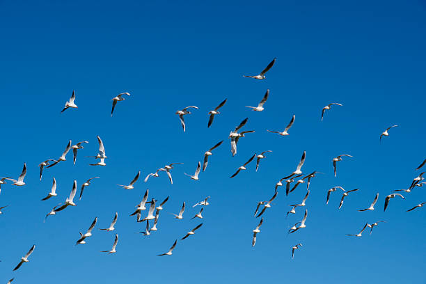 A large flock of seagulls soaring freely in a bright, cloudless sky. The birds are captured in mid-flight, symbolizing freedom, movement, and the beauty of nature. Perfect for themes related to travel, freedom, wildlife, and summer.