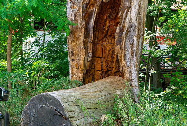 Decayed trunk of a fallen tree in a garden, with visible internal rot and surrounded by lush greenery, with buildings partially visible in the background.