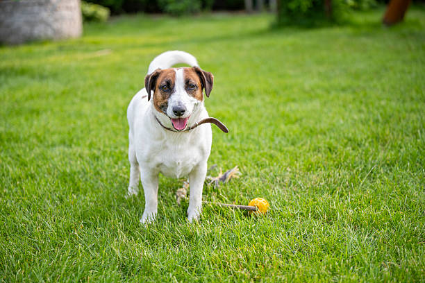 Small white and brown dog stands alert on a lush green lawn with a yellow ball and rope toy nearby. Outdoor summer scene perfect for pet lifestyle, backyard, or animal behavior themes.