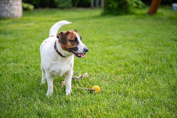 A Jack Russell Terrier enjoys time outside in a garden, surrounded by vivid greenery. The dog’s happy face and upright posture convey curiosity and energy in a natural environment.