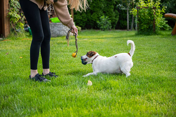 Close-up action shot of a dog and woman playing on green grass. Fun, fitness, and pet-human connection theme.