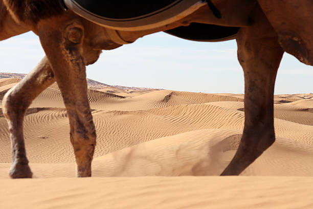 Parc National de Jebil, Tunisia