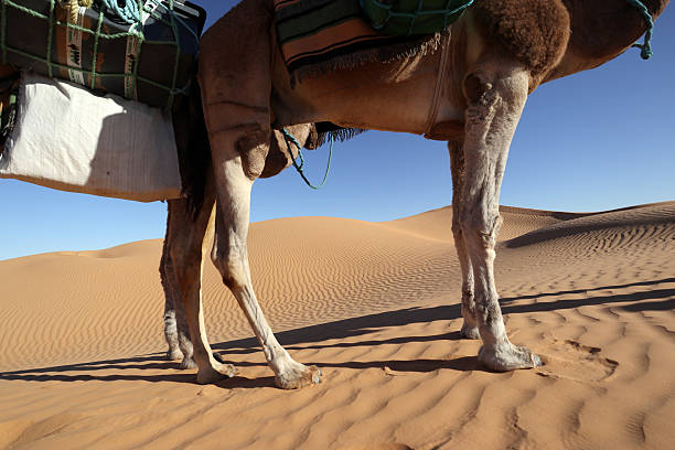 istock Caravan Crossing the Sahara Desert Under the Blazing Sun 2224083790