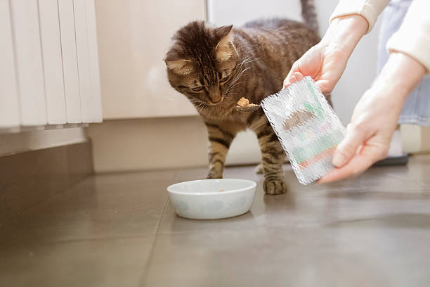istock Pet owner feeding his  cat in the kitchen 2224083824