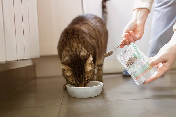 istock Pet owner feeding his  cat in the kitchen 2224083827