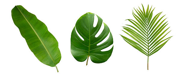 istock Banana green leaf tropical plant isolated on white background. 2224091714