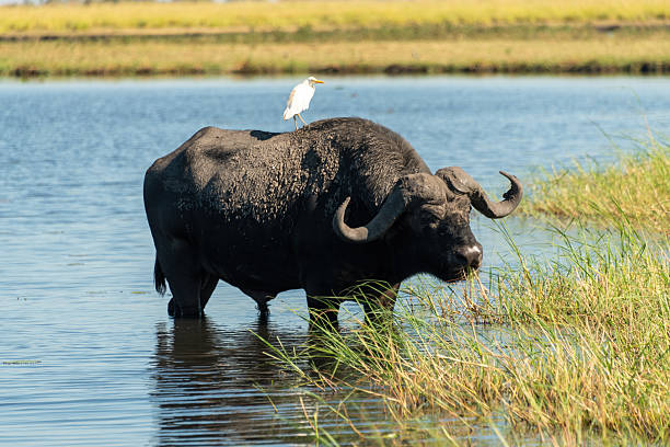 An intimidating African Buffalo, also known as a Cape Buffalo (Syncerus caffer) eating grass in the Chobe River, Botswana