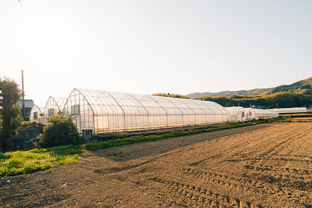 Greenhouse in rice fields on Shikoku Island, Japan. High quality photo