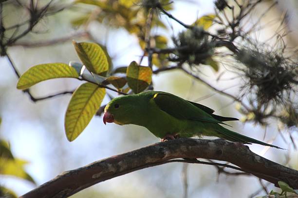 istock Red-rumped Parakeet - Brotogeris tirica 2224093953
