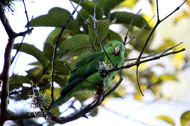 istock Red-rumped Parakeet - Brotogeris tirica 2224093992