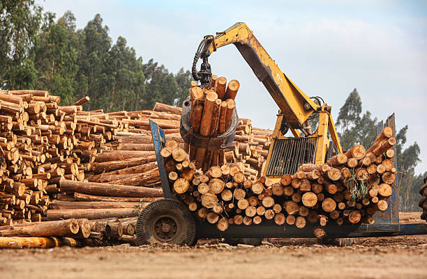 istock A grabber machine is used to load logs in a forestry plantation 2224096275