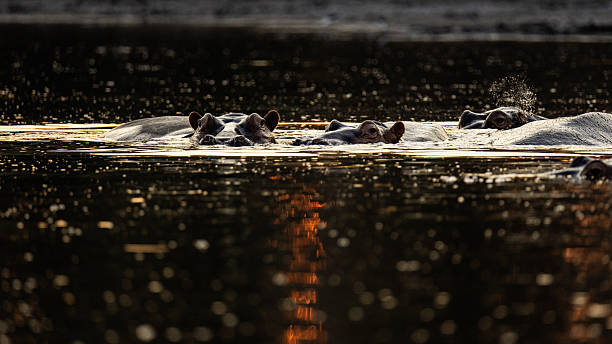 istock An Hippo in Mana Pools  is relaxing during sunset 2224096534