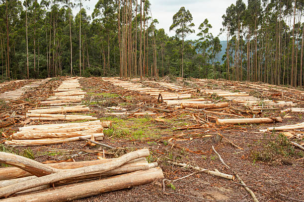 istock Cut logs in a clearing of a forestry plantation 2224096890