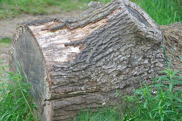 istock A large chopped down tree showing the stump and peeled away bark 2224097347